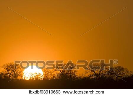 "Sunrise, silhouettes of trees, Kruger National Park, South Africa, Africa" View Large Photo Image Stock Image - "Sunrise, silhouettes of trees, Kruger National Park, South Africa, Africa". Fotosearch