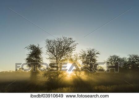 "Sunrise, trees in the morning light, Kruger National Park, South Africa, Africa" View Large Photo Image Stock Photo - "Sunrise, trees in the morning light, Kruger National Park, South Africa, Africa". Fotosearch