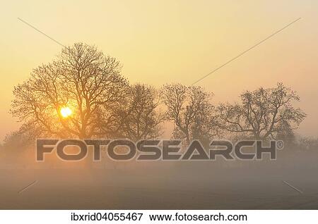 "Sunrise with trees and fog, Rheinberg, Niederrhein, North Rhine-Westphalia, Germany, Europe" View Large Photo Image Stock Photo - "Sunrise with trees and fog, Rheinberg, Niederrhein, North Rhine-Westphalia, Germany, Europe". Fotosearch