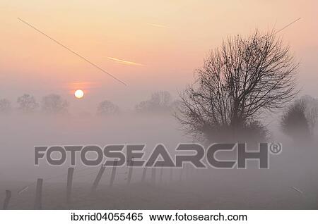 "Sunrise with trees and fog, Rheinberg, Niederrhein, North Rhine-Westphalia, Germany, Europe" View Large Photo Image Stock Photography - "Sunrise with trees and fog, Rheinberg, Niederrhein, North Rhine-Westphalia, Germany, Europe". Fotosearch