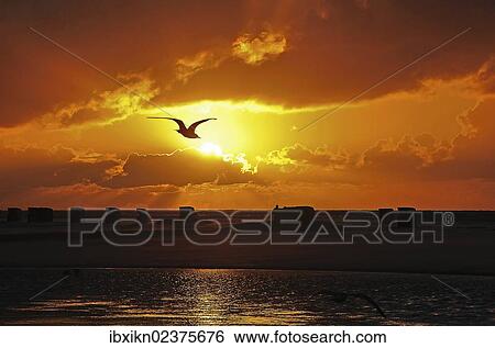 "Sunset, Amrum island, North Sea, Schleswig-Holstein, Germany, Europe" View Large Photo Image Stock Photograph - "Sunset, Amrum island, North Sea, Schleswig-Holstein, Germany, Europe". Fotosearch