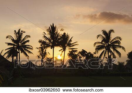 Stock Image - "Sunset behind coconut trees, Ubud, Bali, Indonesia, Asia". Fotosearch