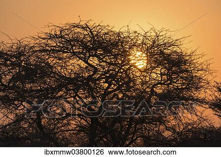 "Sunset behind trees, Etosha National Park, Namibia, Africa" View Large Photo Image Stock Photograph - "Sunset behind trees, Etosha National Park, Namibia, Africa". Fotosearch