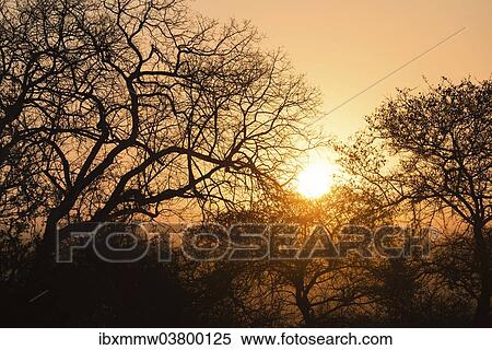 "Sunset behind trees, Etosha National Park, Namibia, Africa" View Large Photo Image Stock Photography - "Sunset behind trees, Etosha National Park, Namibia, Africa". Fotosearch