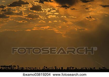 "Sunset, clouds, silhouettes of palm trees at bottom, sun rays, Makgadikgadi Pan, Botswana, Africa" View Large Photo Image Picture - "Sunset, clouds, silhouettes of palm trees at bottom, sun rays, Makgadikgadi Pan, Botswana, Africa". Fotosearch