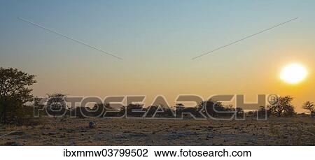 "Sunset, Etosha National Park, Namibia, Africa" View Large Photo Image Stock Image - "Sunset, Etosha National Park, Namibia, Africa". Fotosearch