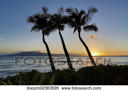 "Sunset, Kaanapali, Maui, Hawaii, USA, America" View Large Photo Image Stock Photography - "Sunset, Kaanapali, Maui, Hawaii, USA, America". Fotosearch