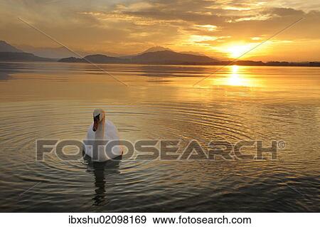 "Sunset on Lake Zug with mute swan (Cygnus olor), Canton of Zug, Central Switzerland, Switzerland, Europe" View Large Photo Image Stock Photo - "Sunset on Lake Zug with mute swan (Cygnus olor), Canton of Zug, Central Switzerland, Switzerland, Europe". Fotosearch