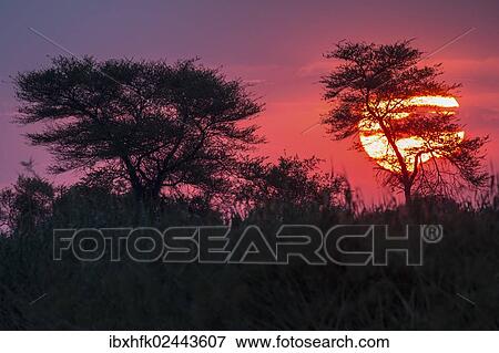"Sunset on the Kwando River, Caprivi Strip, Namibia, Africa" View Large Photo Image Stock Photo - "Sunset on the Kwando River, Caprivi Strip, Namibia, Africa". Fotosearch