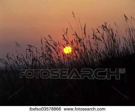 "Sunset over a field, Erfurt, Thuringia, Germany, Europe" View Large Photo Image Stock Photograph - "Sunset over a field, Erfurt, Thuringia, Germany, Europe". Fotosearch