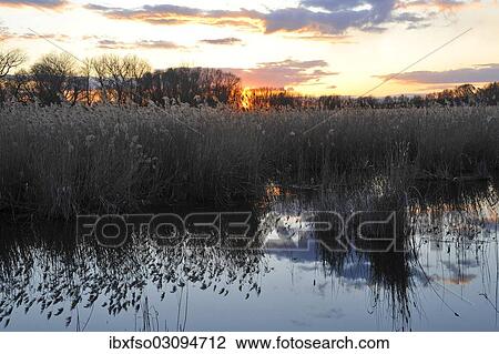 "Sunset over a pond landscape with Common Reeds (Phragmites australis, Phragmites communis), Thuringia, Germany, Europe" View Large Photo Image Stock Image - "Sunset over a pond landscape with Common Reeds (Phragmites australis, Phragmites communis), Thuringia, Germany, Europe". Fotosearch