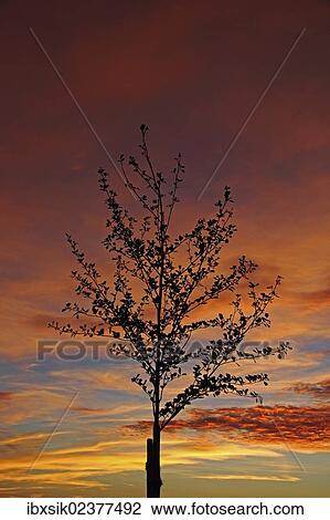"Sunset, painted sky, evening mood, clouds, young tree, Biberach district, Upper Swabia, Baden-Wuerttemberg, Germany, Europe" View Large Photo Image Stock Image - "Sunset, painted sky, evening mood, clouds, young tree, Biberach district, Upper Swabia, Baden-Wuerttemberg, Germany, Europe". Fotosearch