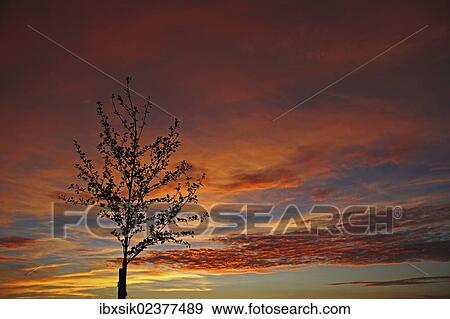 "Sunset, painted sky, evening mood, clouds, young tree, Biberach district, Upper Swabia, Baden-Wuerttemberg, Germany, Europe" View Large Photo Image Stock Photo - "Sunset, painted sky, evening mood, clouds, young tree, Biberach district, Upper Swabia, Baden-Wuerttemberg, Germany, Europe". Fotosearch