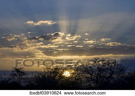 "Sunset, rays of sunshine, trees in the evening light, Kruger National Park, South Africa, Africa" View Large Photo Image Picture - "Sunset, rays of sunshine, trees in the evening light, Kruger National Park, South Africa, Africa". Fotosearch