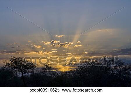 "Sunset, rays of sunshine, trees in the evening light, Kruger National Park, South Africa, Africa" View Large Photo Image Stock Photography - "Sunset, rays of sunshine, trees in the evening light, Kruger National Park, South Africa, Africa". Fotosearch