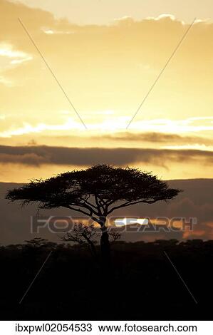 Stock Image - "Sunset, Serengeti, Tanzania, Africa". Fotosearch