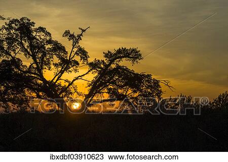 "Sunset, tree in the evening light, Kruger National Park, South Africa, Africa" View Large Photo Image Stock Image - "Sunset, tree in the evening light, Kruger National Park, South Africa, Africa". Fotosearch