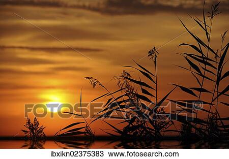 Stock Image - Sunset with reeds. Fotosearch