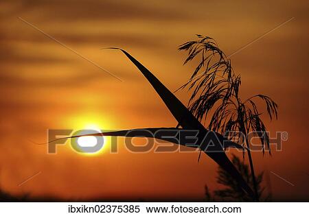 Sunset with reeds View Large Photo Image Stock Photography - Sunset with reeds. Fotosearch