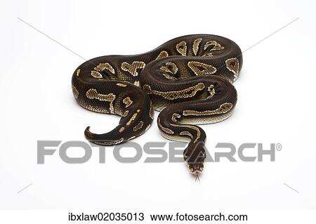 Super Black Head Ball Python or Royal Python (Python regius) View Large Photo Image Stock Image - Super Black Head Ball Python or Royal Python (Python regius). Fotosearch