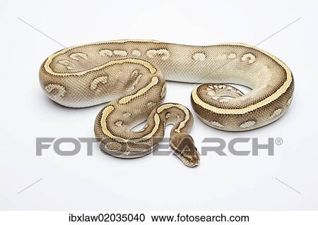 "Super Phantom Ball Python or Royal Python (Python regius), male" View Large Photo Image Stock Image - "Super Phantom Ball Python or Royal Python (Python regius), male". Fotosearch