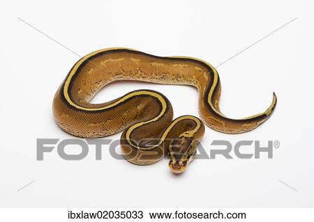 Stock Image - "Superstripe Ball Python or Royal Python (Python regius), male". Fotosearch