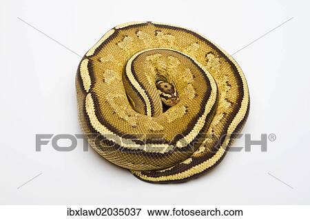 Stock Photo - "Superstripe Ball Python or Royal Python (Python regius), male". Fotosearch