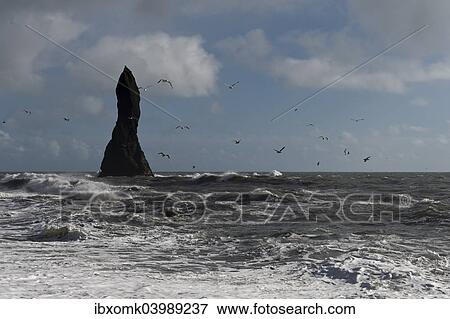 "Surf and seagulls, lava beach of Reynisfjara, Reynisdrangar Pinnacles, near Vik i Myrdal, South Coast, Iceland, Europe" View Large Photo Image Stock Photo - "Surf and seagulls, lava beach of Reynisfjara, Reynisdrangar Pinnacles, near Vik i Myrdal, South Coast, Iceland, Europe". Fotosearch