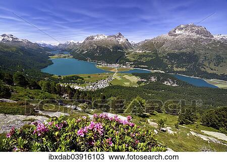 "Surlej and Silvaplana with Upper Engadine lakes, Lake Champfer, Lake Silvaplana, Lake Sils, alpine roses in front, Engadin, Graubunden, Switzerland, Europe" View Large Photo Image Stock Image - "Surlej and Silvaplana with Upper Engadine lakes, Lake Champfer, Lake Silvaplana, Lake Sils, alpine roses in front, Engadin, Graubunden, Switzerland, Europe". Fotosearch