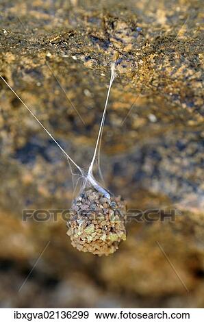 "Suspended spider cocoon, Goegap Nature Reserve, Namaqualand, South Africa, Africa" View Large Photo Image Stock Photo - "Suspended spider cocoon, Goegap Nature Reserve, Namaqualand, South Africa, Africa". Fotosearch
