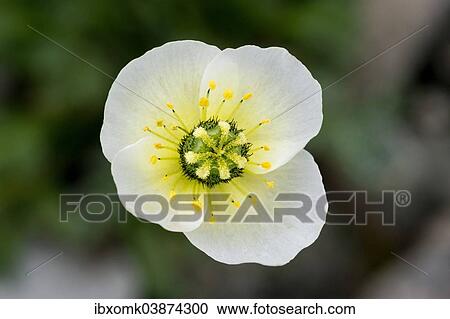 "Svalbard poppy (Papaver dahlianum), flower, Spitsbergen, Svalbard Islands, Svalbard and Jan Mayen, Norway, Europe" View Large Photo Image Stock Image - "Svalbard poppy (Papaver dahlianum), flower, Spitsbergen, Svalbard Islands, Svalbard and Jan Mayen, Norway, Europe". Fotosearch