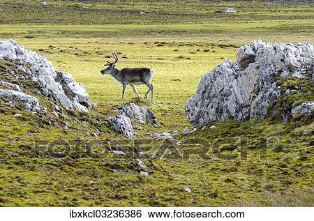 "Svalbard Reindeer (Rangifer tarandus platyrhynchus), Spitsbergen Island, Svalbard Archipelago, Svalbard and Jan Mayen, Norway, Europe" View Large Photo Image Stock Photograph - "Svalbard Reindeer (Rangifer tarandus platyrhynchus), Spitsbergen Island, Svalbard Archipelago, Svalbard and Jan Mayen, Norway, Europe". Fotosearch