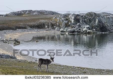 Stock Photography - "Svalbard Reindeer (Rangifer tarandus platyrhynchus), near Hyttevika, Spitsbergen Island, Svalbard Archipelago, Svalbard and Jan Mayen, Norway, Europe". Fotosearch