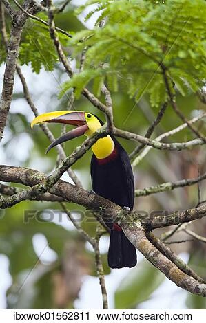 "Swainson's Toucan (Ramphastos swainsonii), rainforest, Braulio Carrillo National Park, Costa Rica, Central America, North America" View Large Photo Image Stock Image - "Swainson's Toucan (Ramphastos swainsonii), rainforest, Braulio Carrillo National Park, Costa Rica, Central America, North America". Fotosearch