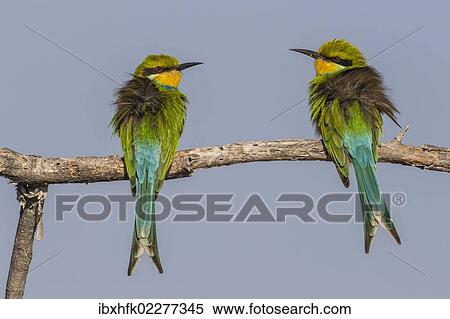 "Swallow-tailed bee-eaters (Merops hirundineus), Etosha National Park, Namibia, Africa" View Large Photo Image Stock Photography - "Swallow-tailed bee-eaters (Merops hirundineus), Etosha National Park, Namibia, Africa". Fotosearch