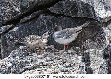 "Swallow-tailed Gull (Larus furcatus) feeding its chick, Espanola Island, Galapagos, Ecuador, South America" View Large Photo Image Stock Image - "Swallow-tailed Gull (Larus furcatus) feeding its chick, Espanola Island, Galapagos, Ecuador, South America". Fotosearch