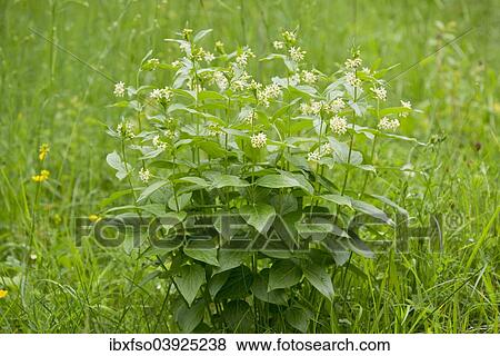 "Swallow-wort (Vincetoxicum hirundinaria), flowering, Thuringia, Germany, Europe" View Large Photo Image Stock Photo - "Swallow-wort (Vincetoxicum hirundinaria), flowering, Thuringia, Germany, Europe". Fotosearch