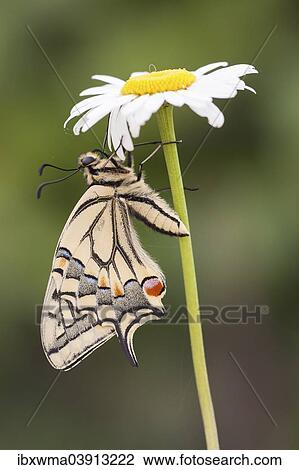 "Swallowtail or Old World Swallowtail (Papilio machaon) perched on a Ox-eye Daisy or Oxeye Daisy (Leucanthemum vulgare), North Hesse, Hesse, Germany, Europe" View Large Photo Image Stock Image - "Swallowtail or Old World Swallowtail (Papilio machaon) perched on a Ox-eye Daisy or Oxeye Daisy (Leucanthemum vulgare), North Hesse, Hesse, Germany, Europe". Fotosearch
