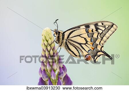 "Swallowtail or Old World Swallowtail (Papilio machaon), North Hesse, Hesse, Germany, Europe" View Large Photo Image Stock Image - "Swallowtail or Old World Swallowtail (Papilio machaon), North Hesse, Hesse, Germany, Europe". Fotosearch