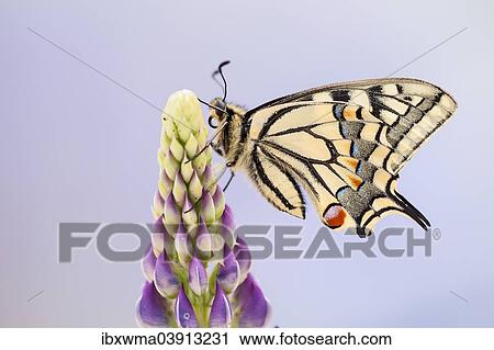 "Swallowtail or Old World Swallowtail (Papilio machaon), North Hesse, Hesse, Germany, Europe" View Large Photo Image Stock Image - "Swallowtail or Old World Swallowtail (Papilio machaon), North Hesse, Hesse, Germany, Europe". Fotosearch