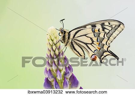 "Swallowtail or Old World Swallowtail (Papilio machaon), North Hesse, Hesse, Germany, Europe" View Large Photo Image Stock Image - "Swallowtail or Old World Swallowtail (Papilio machaon), North Hesse, Hesse, Germany, Europe". Fotosearch