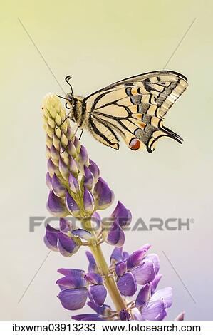 "Swallowtail or Old World Swallowtail (Papilio machaon), North Hesse, Hesse, Germany, Europe" View Large Photo Image Stock Image - "Swallowtail or Old World Swallowtail (Papilio machaon), North Hesse, Hesse, Germany, Europe". Fotosearch