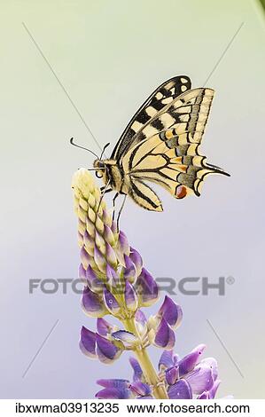 "Swallowtail or Old World Swallowtail (Papilio machaon), North Hesse, Hesse, Germany, Europe" View Large Photo Image Stock Photography - "Swallowtail or Old World Swallowtail (Papilio machaon), North Hesse, Hesse, Germany, Europe". Fotosearch