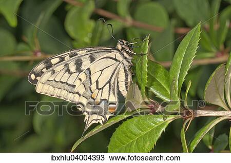 "Swallowtail (Papilio machaon), outside wings, Baden-Wurttemberg, Germany, Europe" View Large Photo Image Stock Image - "Swallowtail (Papilio machaon), outside wings, Baden-Wurttemberg, Germany, Europe". Fotosearch