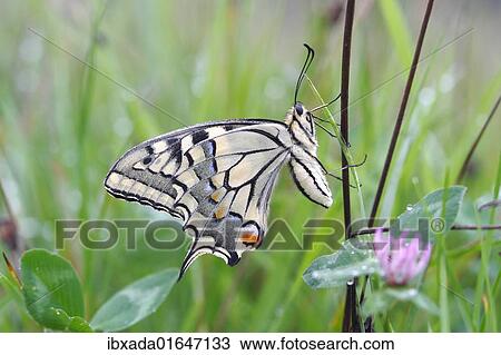"Swallowtail (Papilio machaon), underside, sitting in a meadow" View Large Photo Image Stock Image - "Swallowtail (Papilio machaon), underside, sitting in a meadow". Fotosearch