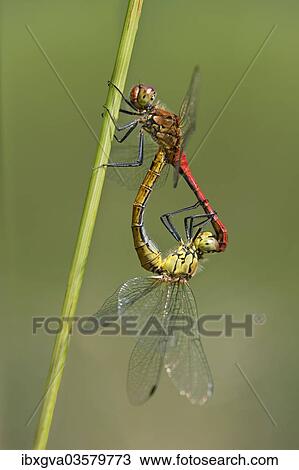 Stock Image - "Swamp darters (Sympetrum depressiusculum) mating, Versoix, Canton of Geneva, Switzerland, Europe". Fotosearch