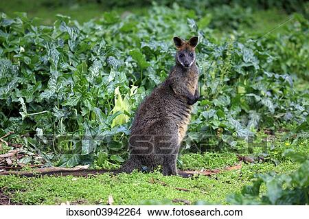 "Swamp wallaby (Wallabia bicolor), adult, Wilsons Promontory National Park, Victoria, Australia, Oceania" View Large Photo Image Picture - "Swamp wallaby (Wallabia bicolor), adult, Wilsons Promontory National Park, Victoria, Australia, Oceania". Fotosearch