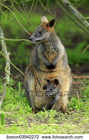 "Swamp wallaby (Wallabia bicolor), female with young in the pouch, Wilsons Promontory National Park, Victoria, Australia, Oceania" View Large Photo Image Stock Image - "Swamp wallaby (Wallabia bicolor), female with young in the pouch, Wilsons Promontory National Park, Victoria, Australia, Oceania". Fotosearch