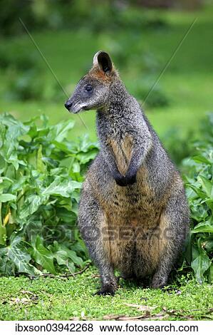 "Swamp wallaby (Wallabia bicolor), adult, Wilsons Promontory National Park, Victoria, Australia, Oceania" View Large Photo Image Stock Photo - "Swamp wallaby (Wallabia bicolor), adult, Wilsons Promontory National Park, Victoria, Australia, Oceania". Fotosearch