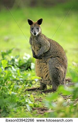 "Swamp wallaby (Wallabia bicolor), adult, Wilsons Promontory National Park, Victoria, Australia, Oceania" View Large Photo Image Stock Photograph - "Swamp wallaby (Wallabia bicolor), adult, Wilsons Promontory National Park, Victoria, Australia, Oceania". Fotosearch